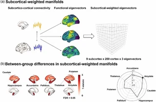 Subcortical-weighted manifolds and between-group differences